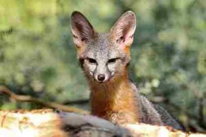 Fun Facts About Kit Foxes: Large Ears Enable Kit Foxes Regulate Their Body Temperature, and Prevent Overheating (Credit: Renee Grayson 2017 .CC BY 2.0.)