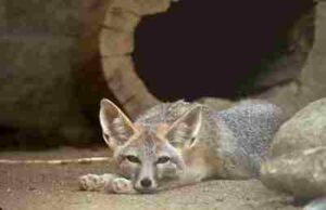 Fun Facts About Kit Foxes: Foot Pads Enhance Traction for Kit Foxes in Rocky and Hot Sandy Terrains (Credit: USFWS Endangered Species 2010 .CC BY 2.0.)