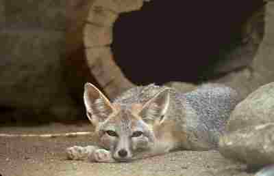 19+ Fun Facts And Reasons for Endangerment of Kit Foxes