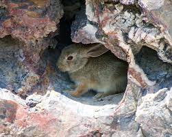 Fun Facts About Kit Foxes: Rodents like the Desert Cottontail Rabbit, Provide a Relatively Reliable Food Source for the Kit Fox (Credit: Park Ranger 2006 .CC BY 2.0.)