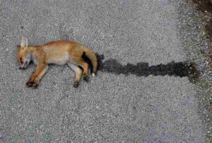 Are Kit Foxes Endangered?: Vehicular Strikes Often Result in Direct Mortality for Kit Foxes (Credit: Nigel Mykura 2011 .CC BY-SA 2.0.)