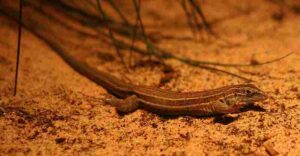 What Do Kit Foxes Eat?: The Desert Skink can Serve as a Reptilian Food Source for Kit Foxes (Credit: Davepape 2006)