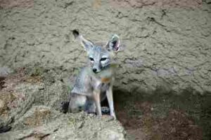 Kit Fox Adaptations: The Sandy-Colored Fur of Kit Foxes Provides Effective Camouflage from Both Prey and Predators in their Habitat (Credit: USFWS Pacific Southwest Region, Uploaded Online 2013 .CC BY 2.0.)