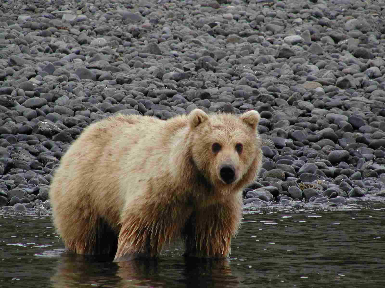 Kodiak Bear Vs Gorilla: Kodiak Bears are Larger and Heavier Than Gorillas (Credit: Bureau of Land Management Alaska 2002, Uploaded Online 2020 .CC BY 2.0.)
