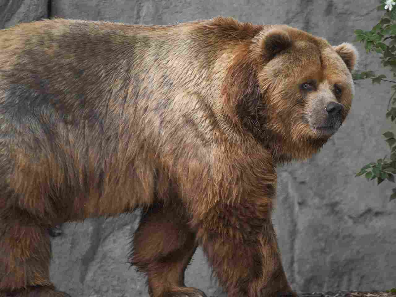 Kodiak Bear Vs Gorilla: Kodiak Bears are Significantly Dangerous for Various Reasons (Credit: S. Taheri 2006 .CC BY-SA 3.0.)