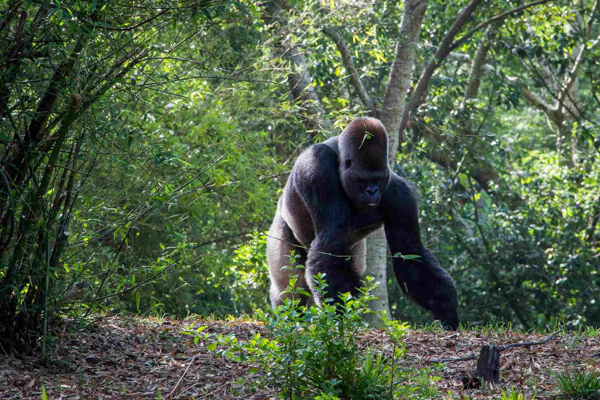 Kodiak Bear Vs Gorilla: Deforestation and Climate Change are Threats to Gorillas (Credit: HarshLight 2014 .CC BY 2.0.)