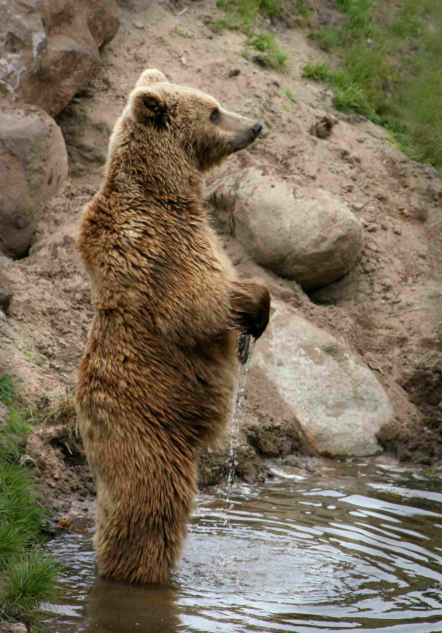Kodiak Bear Vs Short Faced Bear: In Terms of Size, Weight, and Predatory Capacity, Short Faced Bears Exceeded Kodiak Bears (Credit: Malene Thyssen 2007 .CC BY-SA 3.0.)