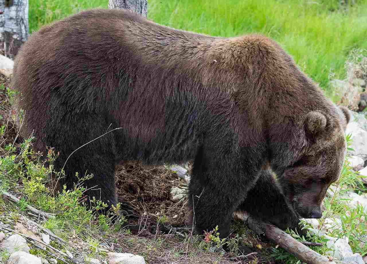 Kodiak Bear Vs Lion: Its Superior Size and Weight Place a Kodiak Bear Physically Above a Lion (Credit: Magnus Johansson 2014 .CC BY-SA 2.0.)