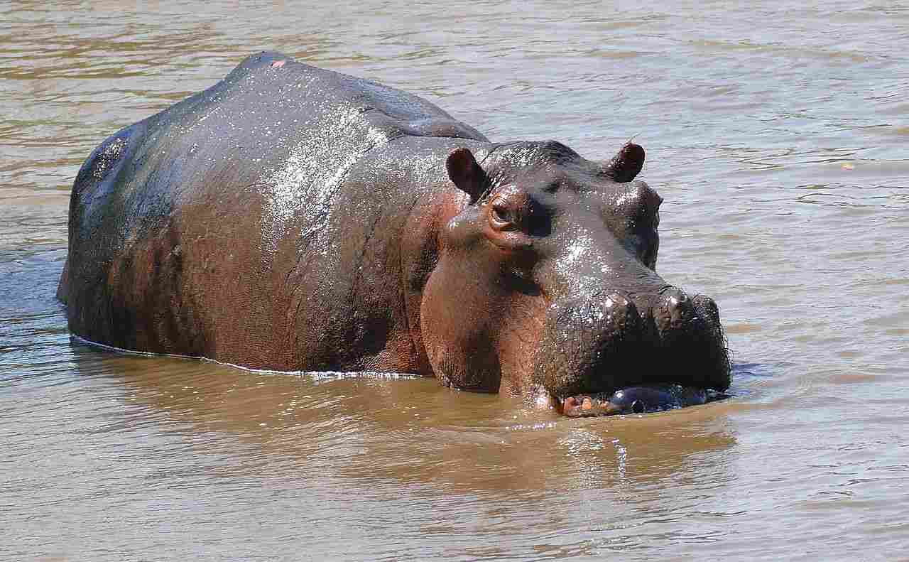 Kodiak Bear Vs Hippo: Taxonomy Reveals Differences Between Kodiak Bears and Hippos (Credit: Bernard DUPONT 2016 .CC BY-SA 2.0.)