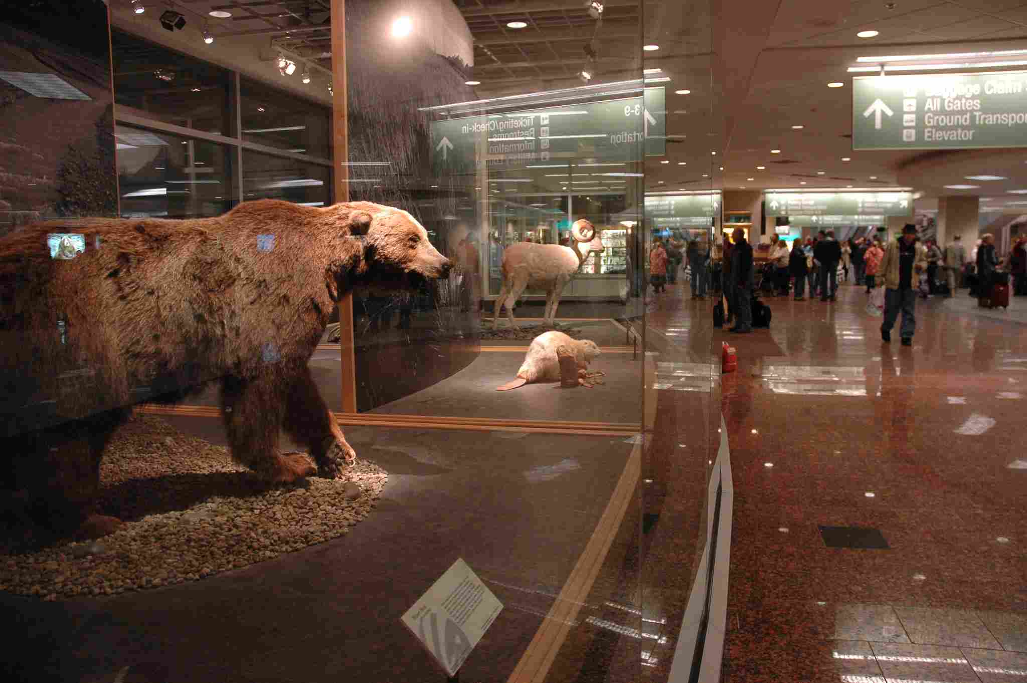 Kodiak Bear Vs Human: Generally, Humans are Much Smaller and Lighter Than Kodiak Bears (Credit: Wonderlane 2008 .CC BY 2.0.)