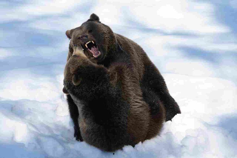 Kodiak Bear Vs Moose Vs Grizzly Bear Explained