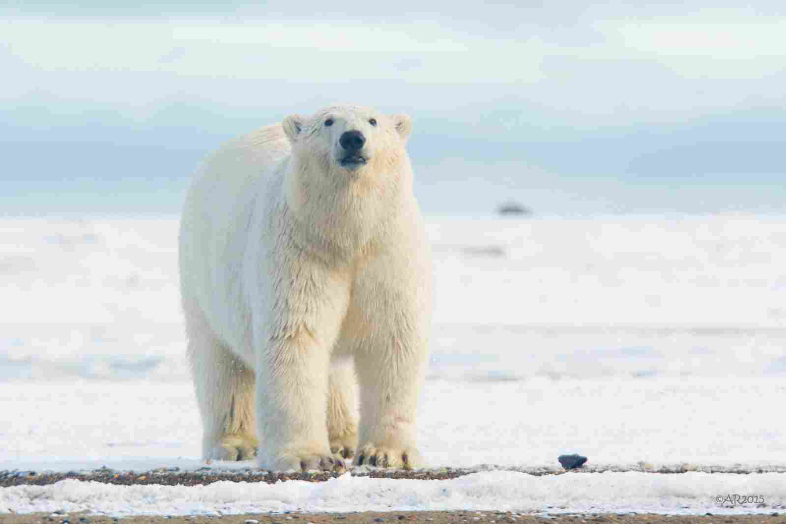 Kodiak Bear Vs Polar Bear: Kodiak and Polar Bears are Both Similar in Size and Weight (Credit: Anita Ritenour 2015 .CC BY 2.0.)