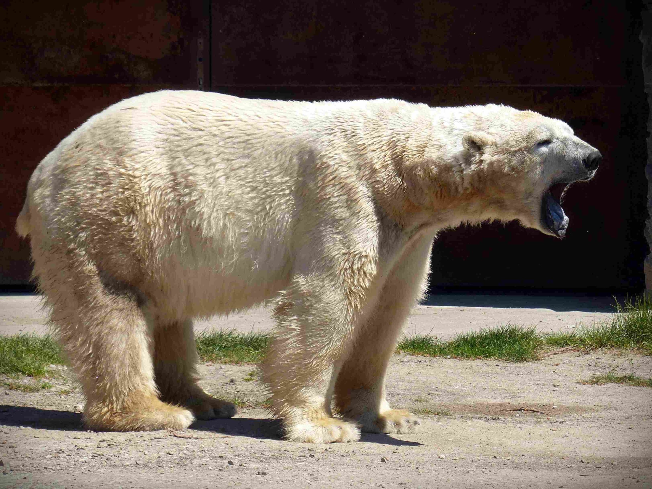 Kodiak Bear Vs Polar Bear: Polar Bears are Generally More Aggressive than Kodiak Bears (Credit: Pxfuel 2023)