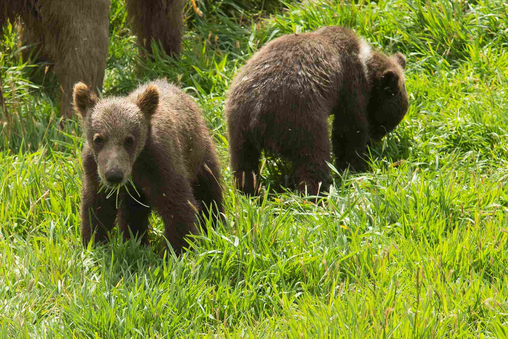 Kodiak Bear Vs Tiger: The Kodiak Bear is Not Listed as an Endangered Species (Credit: Alaska Region U.S. Fish & Wildlife Service 2014, Uploaded Online 2015 .PDM 1.0.)
