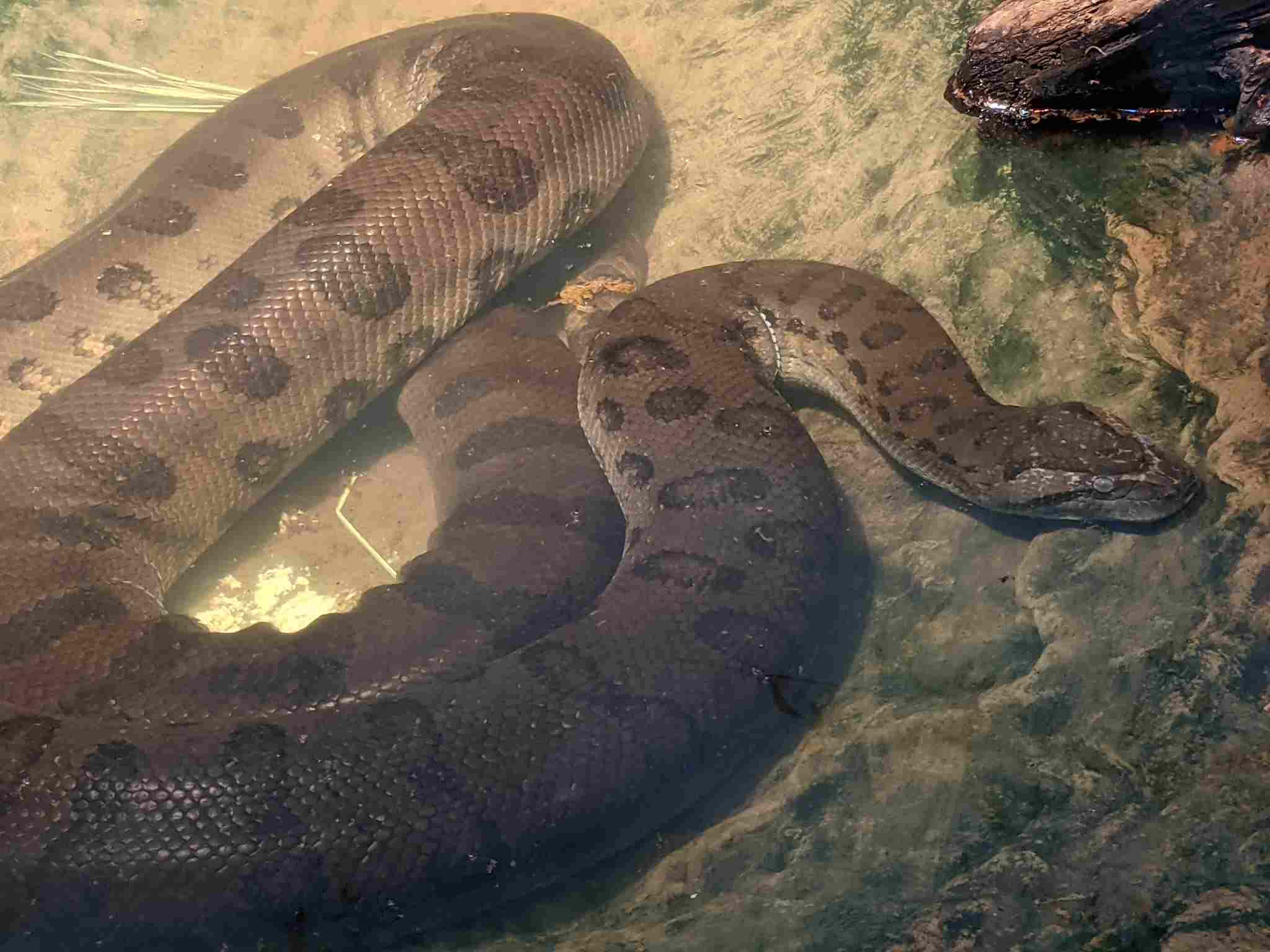 Komodo Dragon Vs Anaconda