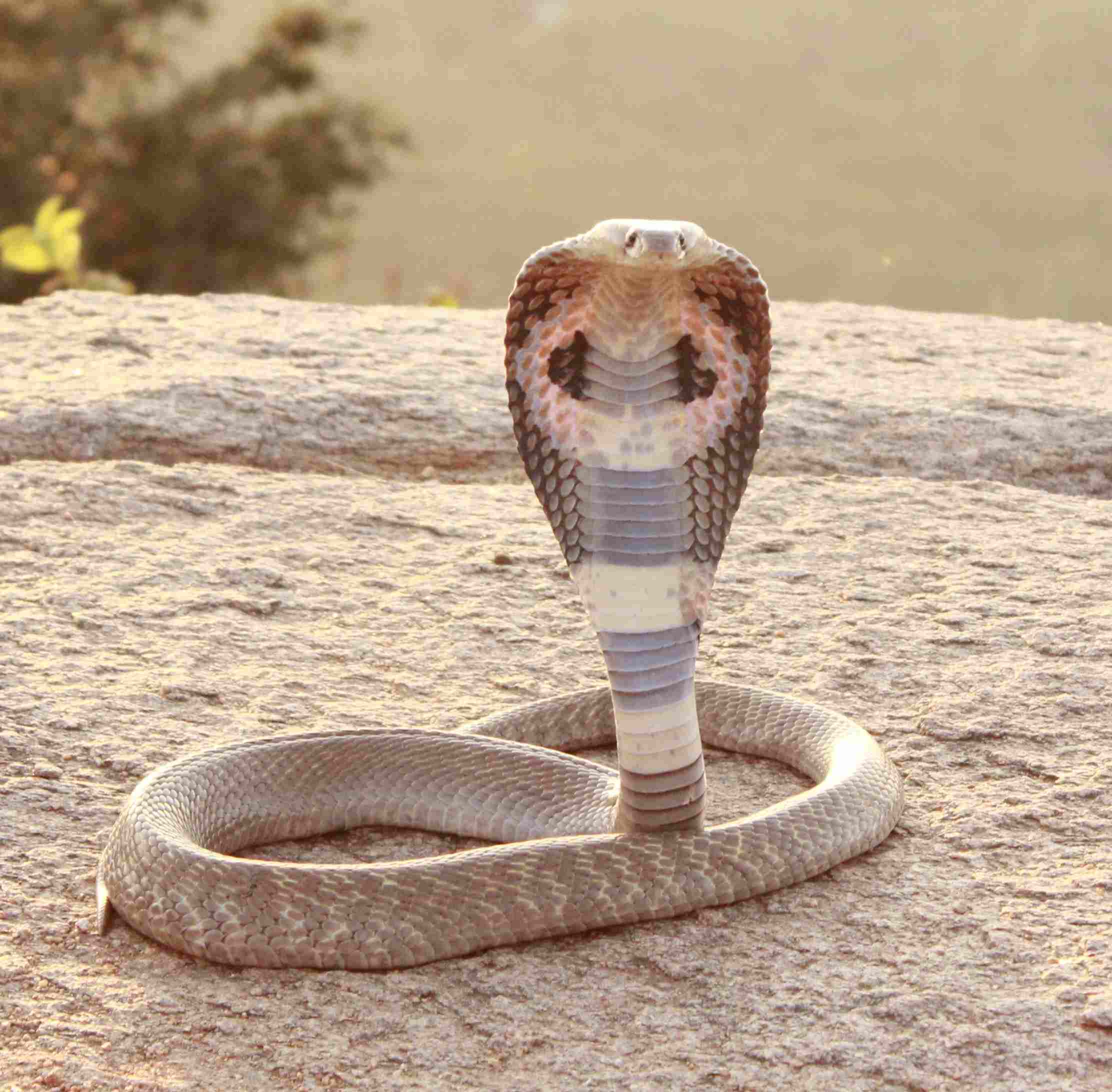 Komodo Dragon Vs Cobra