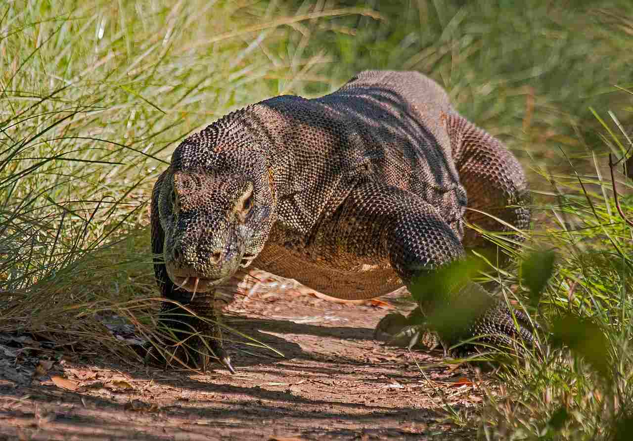 Komodo Dragon Vs Crocodile