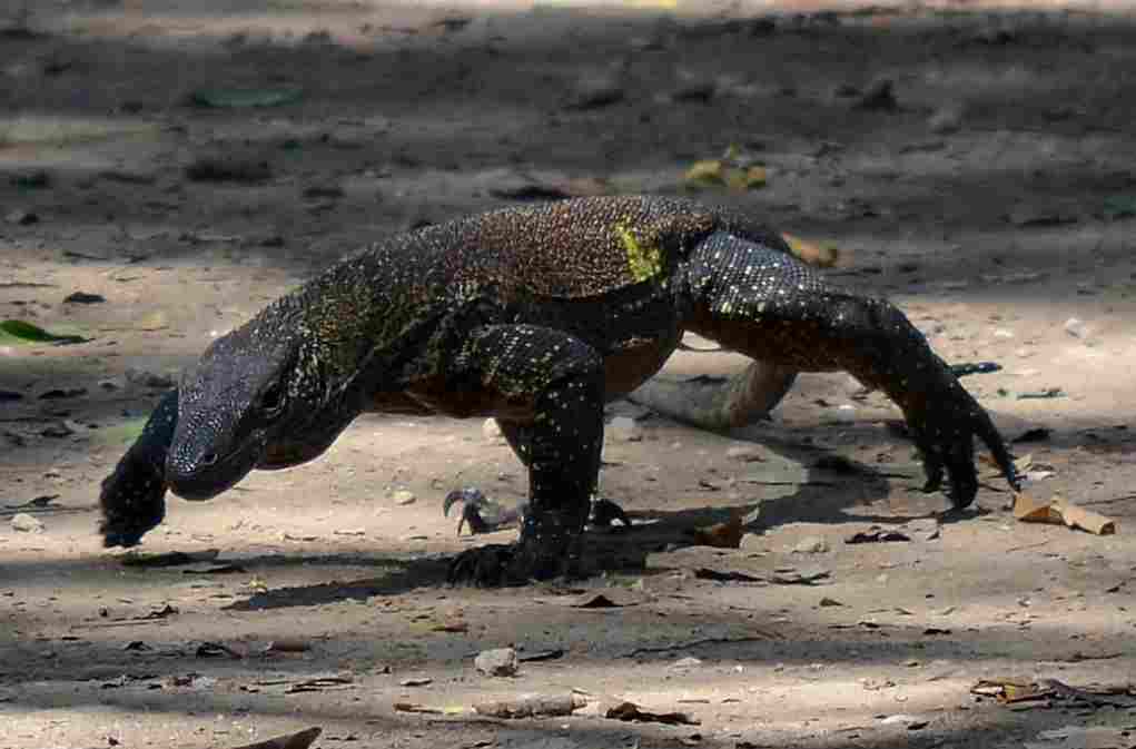 Komodo Dragon Vs Crocodile