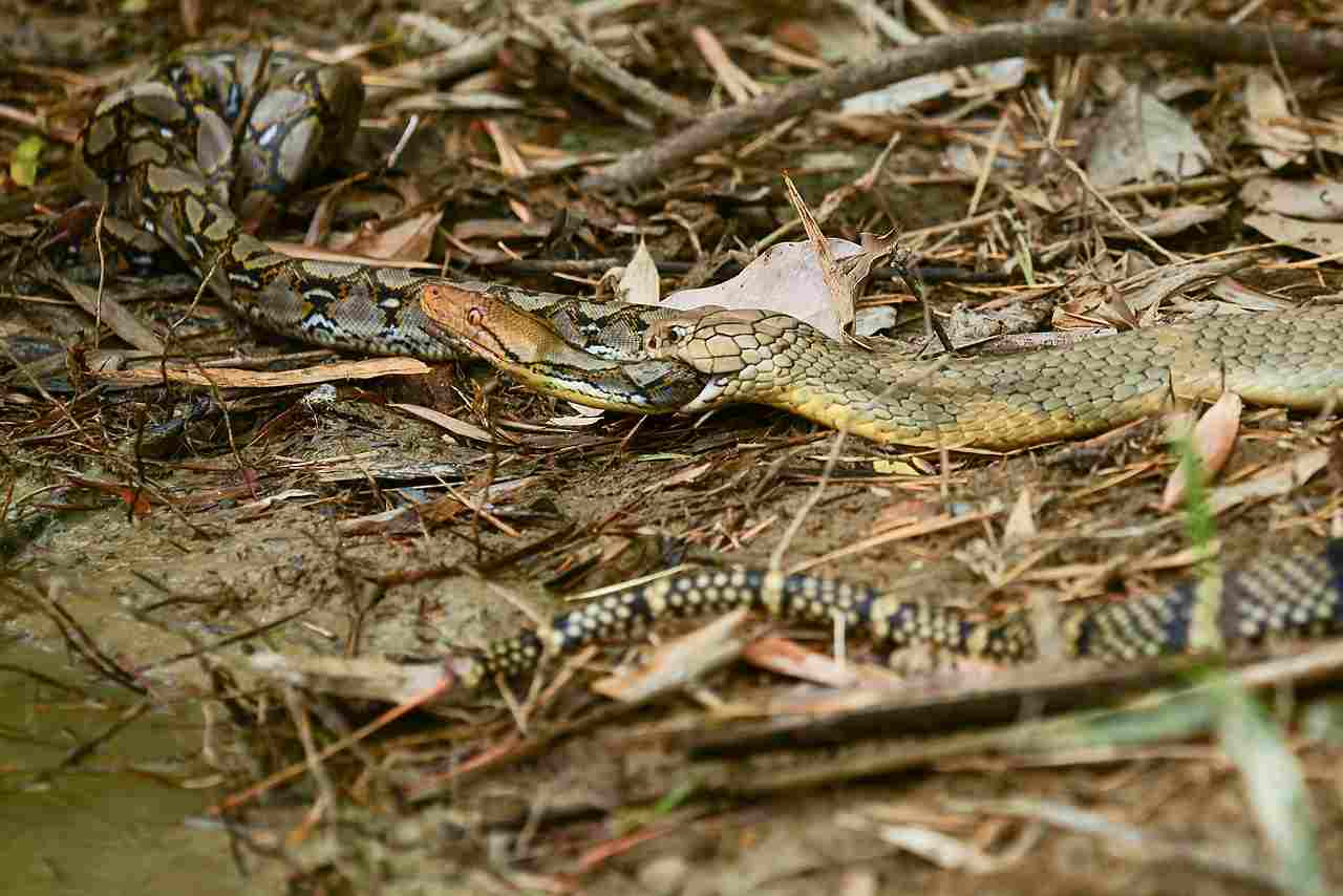 monitor lizard vs cobra