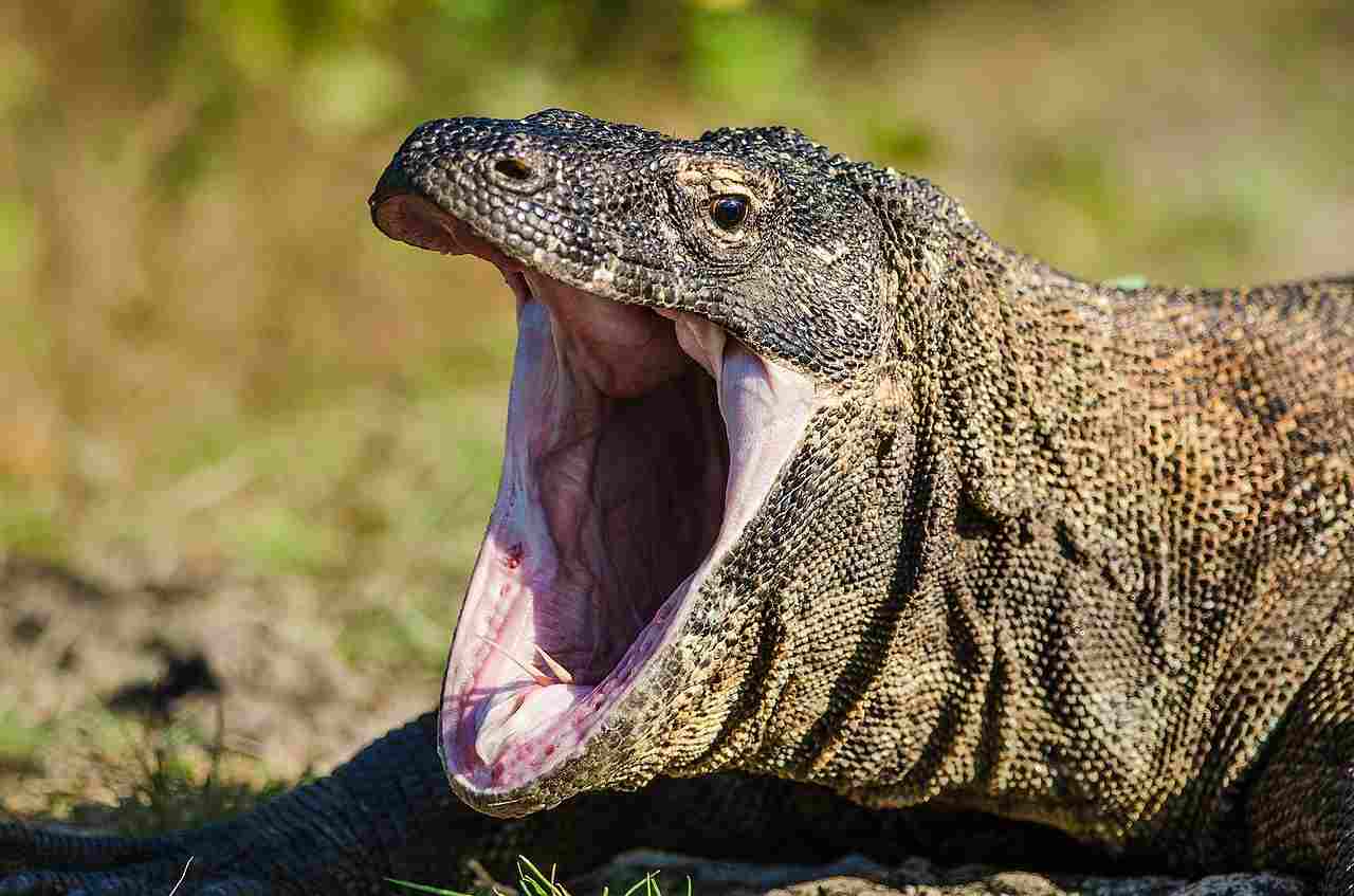 Komodo Dragon Vs Gila Monster