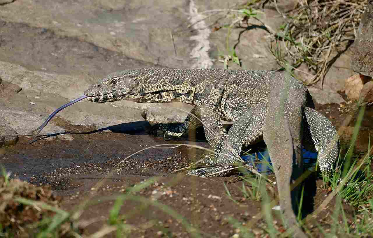 Komodo Dragon Vs Monitor Lizard