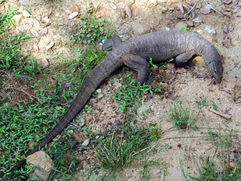 Komodo Dragon Vs Monitor Lizard