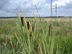 Components of the Lake Food Chain: Bulrushes Have More-Rounded Seed Heads and Narrower Leaves than Most Cattails (Credit: Ian Cunliffe 2010 .CC BY-SA 2.0.)