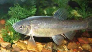 Components of the Lake Food Chain: Minnows Regulate the Abundance of Smaller Aquatic Organisms in Their Habitat (Credit: Rankin1958 2014 .CC BY-SA 3.0.)