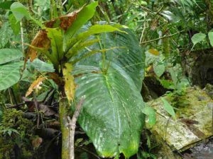 Facts About Leaves in the Rainforest: Favorable Environmental Conditions Facilitate Year-Round Growth in Rainforest Leaves (Credit: One Leaf Plant (Monophyllaea merrilliana) 2007 .CC BY-SA 2.0.)