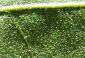Adaptations of Leaves in the Rainforest: Trichomes Act as a Physical Barrier Against Pathogens and A Water Conservative Feature (Credit: Jim Conrad 2008)