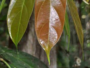 Drip Tip Leaf Adaptation: Larger Leaves have a More Pronounced Drip Tip than Smaller Leaves (Credit: Wibowo Djatmiko (Wie146) 2011 .CC BY-SA 3.0.)
