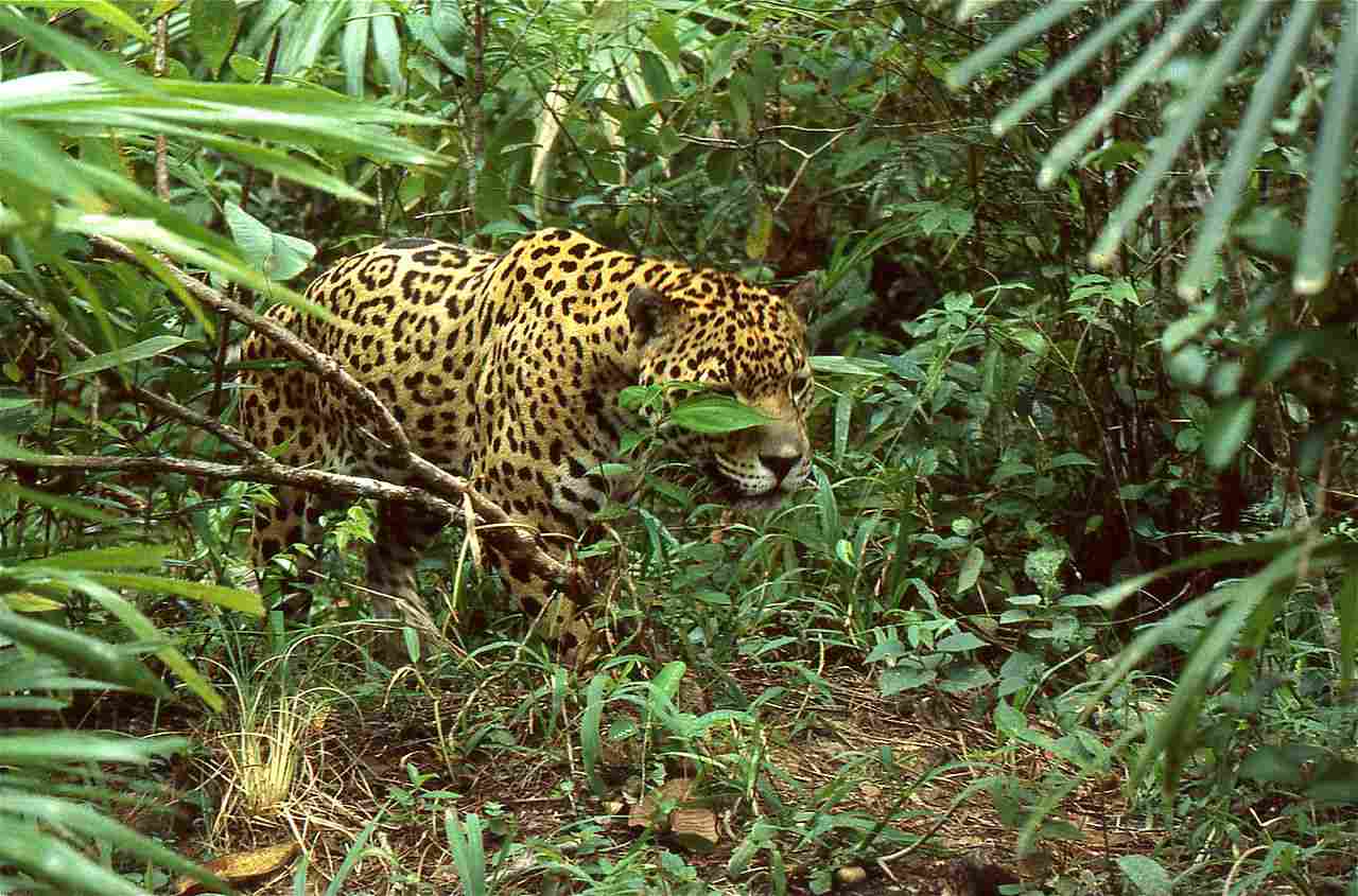 Leopard Vs Jaguar: Rainforests are Prominent Among the Habitats of Jaguars (Credit: Bernard DUPONT 1995 .CC BY-SA 2.0.)
