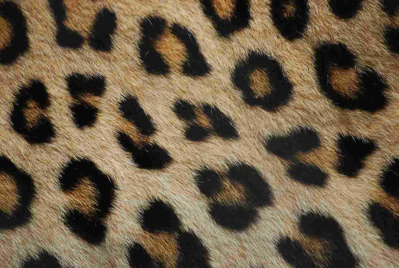 Leopard Vs Cheetah Print: Background Color, Spots and Rosettes Can be Used to Differentiate Leopard Prints from Cheetah Prints (Credit: Wegmann 2009 .CC BY-SA 3.0.)