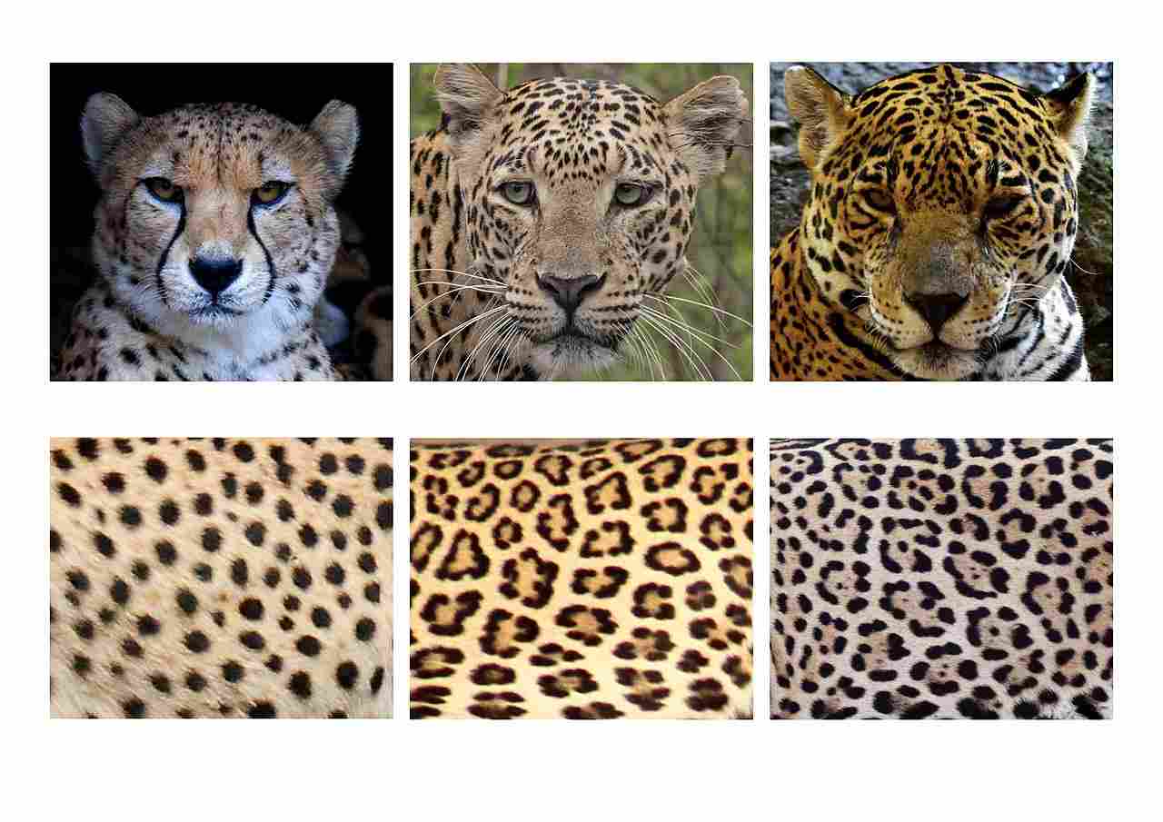 Leopard Vs Jaguar Print: Jaguar Print Bears Some Similarity to Leopard Print (Credit: PJeganathan 2022 .CC BY-SA 4.0.)