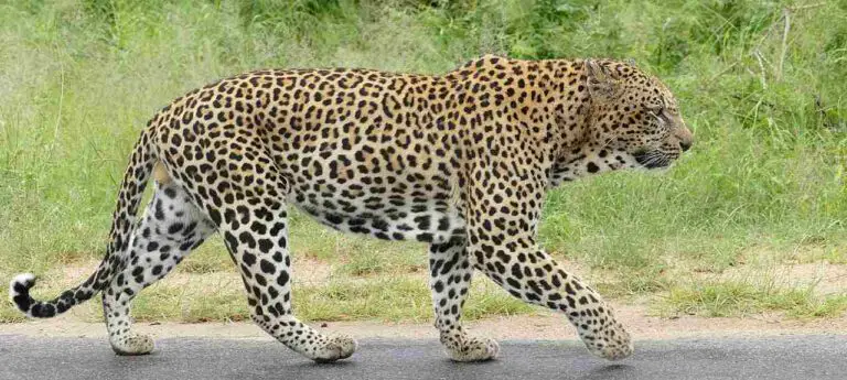 Leopard Vs Cougar Size, Weight, Ecological Comparison