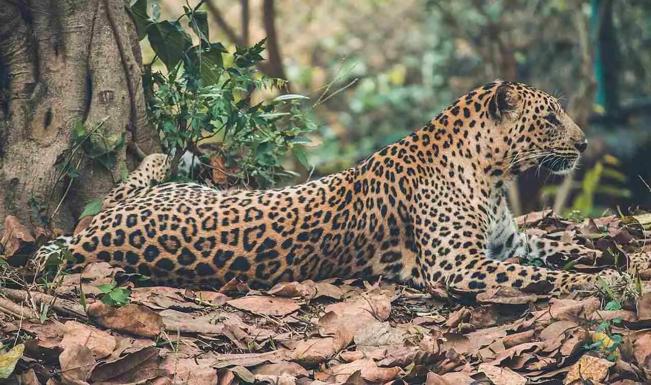 Leopard Vs Cougar: Ecological Challenges like Deforestation Affect the Wild Leopard Population (Credit: Himesh Kumar Behera 2017 .CC0 1.0.)