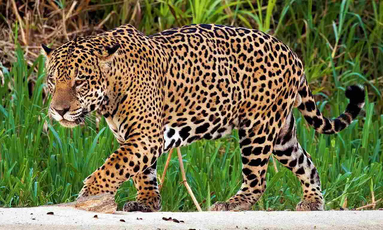 Leopard Vs Jaguar: Size and Weight Advantages Make Jaguars Physically Superior to Leopards (Credit: Charles J. Sharp 2015 .CC BY-SA 4.0.)