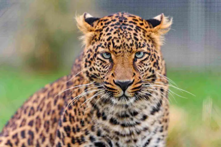 Leopard Vs Lion Size, Weight, Ecological Comparison
