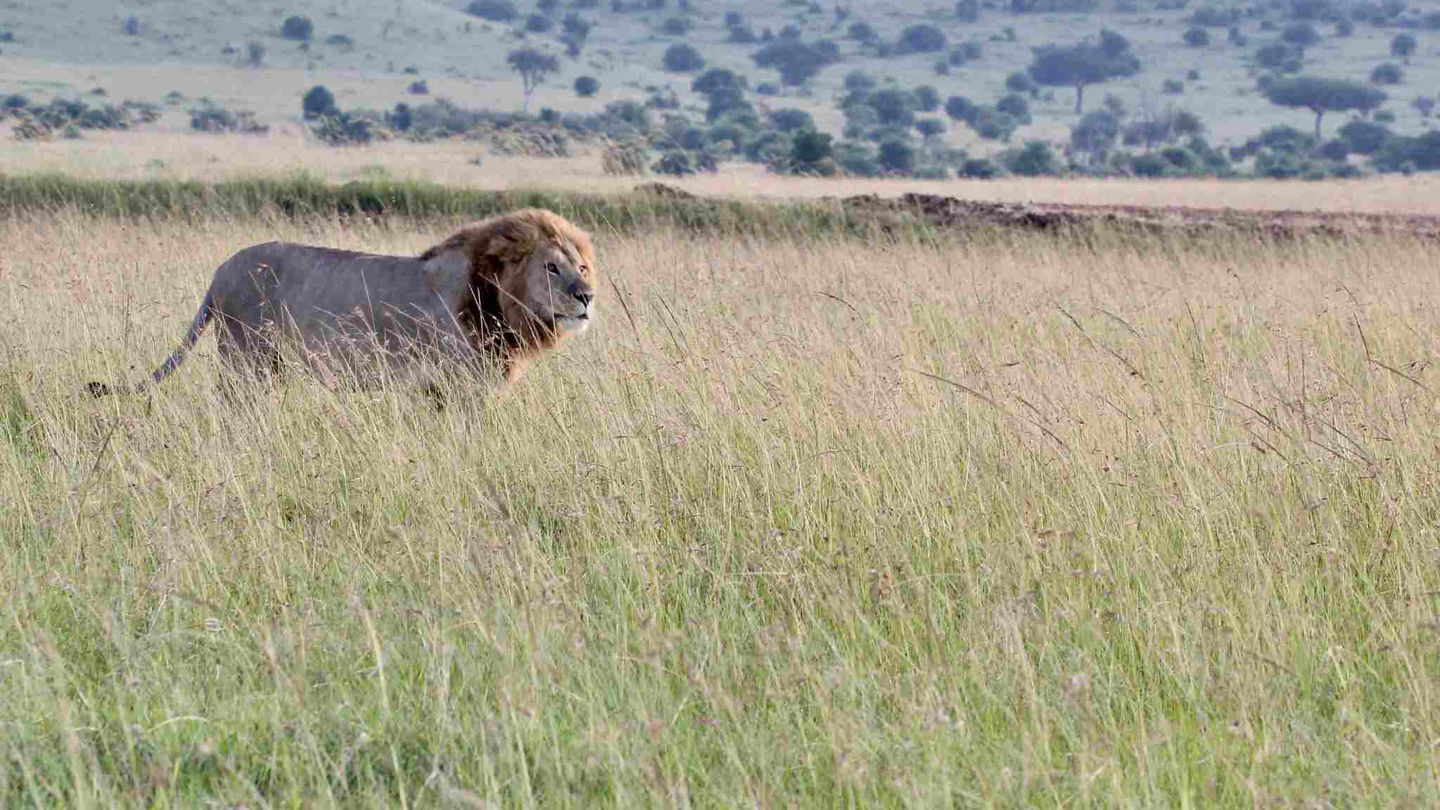 Leopard Vs Lion: The Savanna Grassland is a Natural Habitat for Wild Lions (Credit: Kandukuru Nagarjun 2018 .CC BY 2.0.)