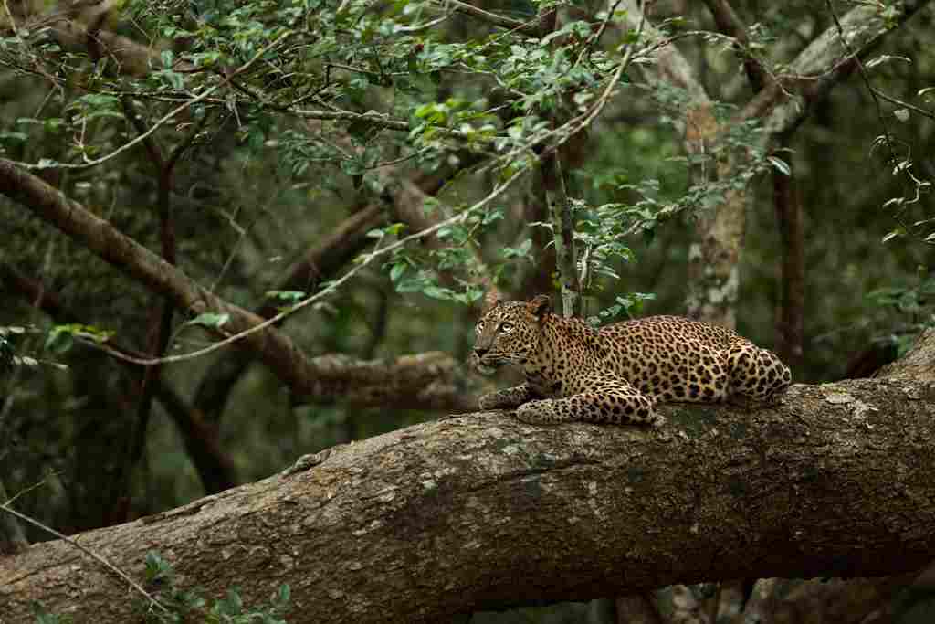 Leopard Vs Lion: Human Activities Threaten Wild Leopard Populations (Credit: Rohit Varma 2012 .CC BY-SA 3.0.)