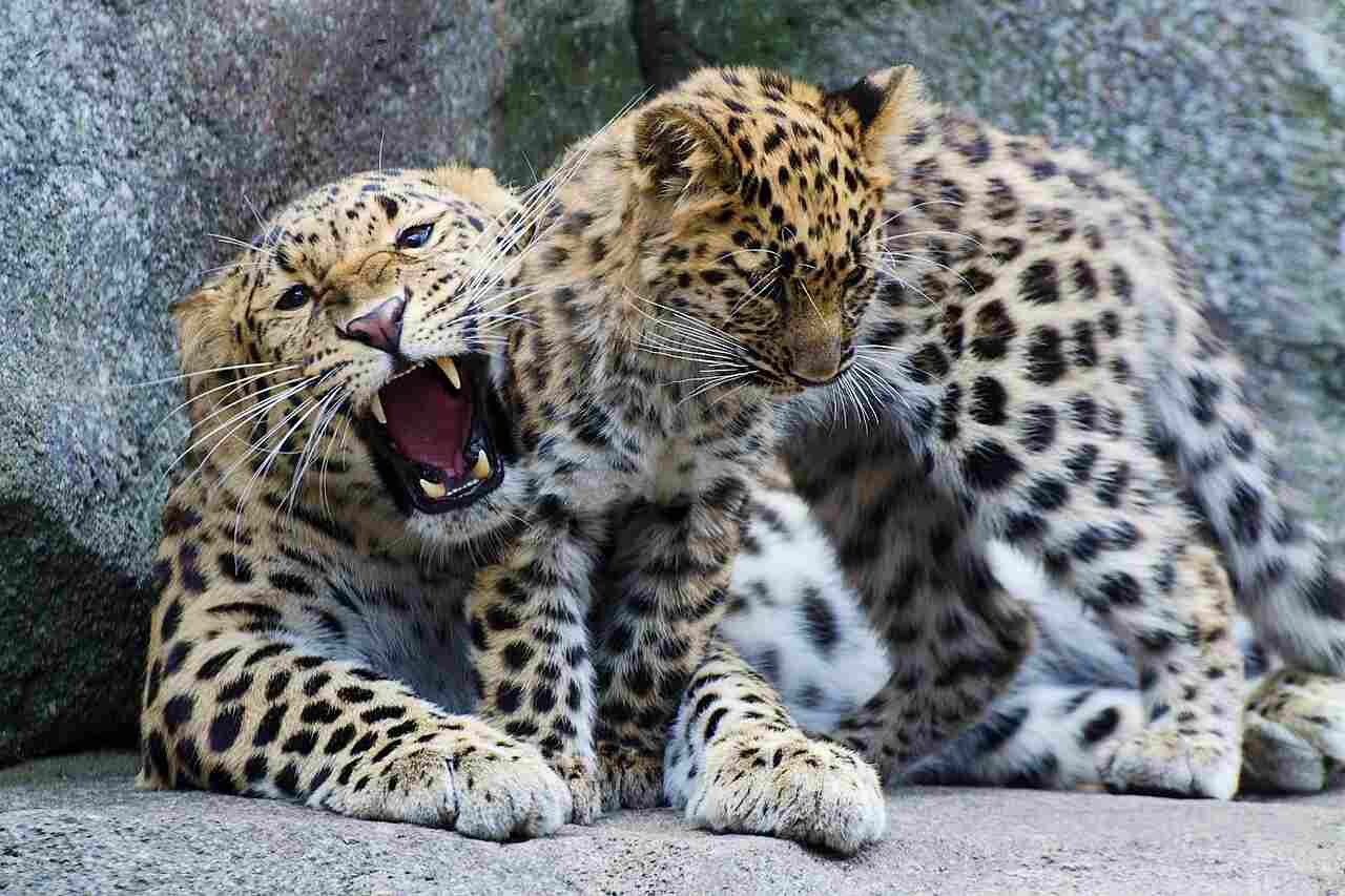 honey badger vs leopard