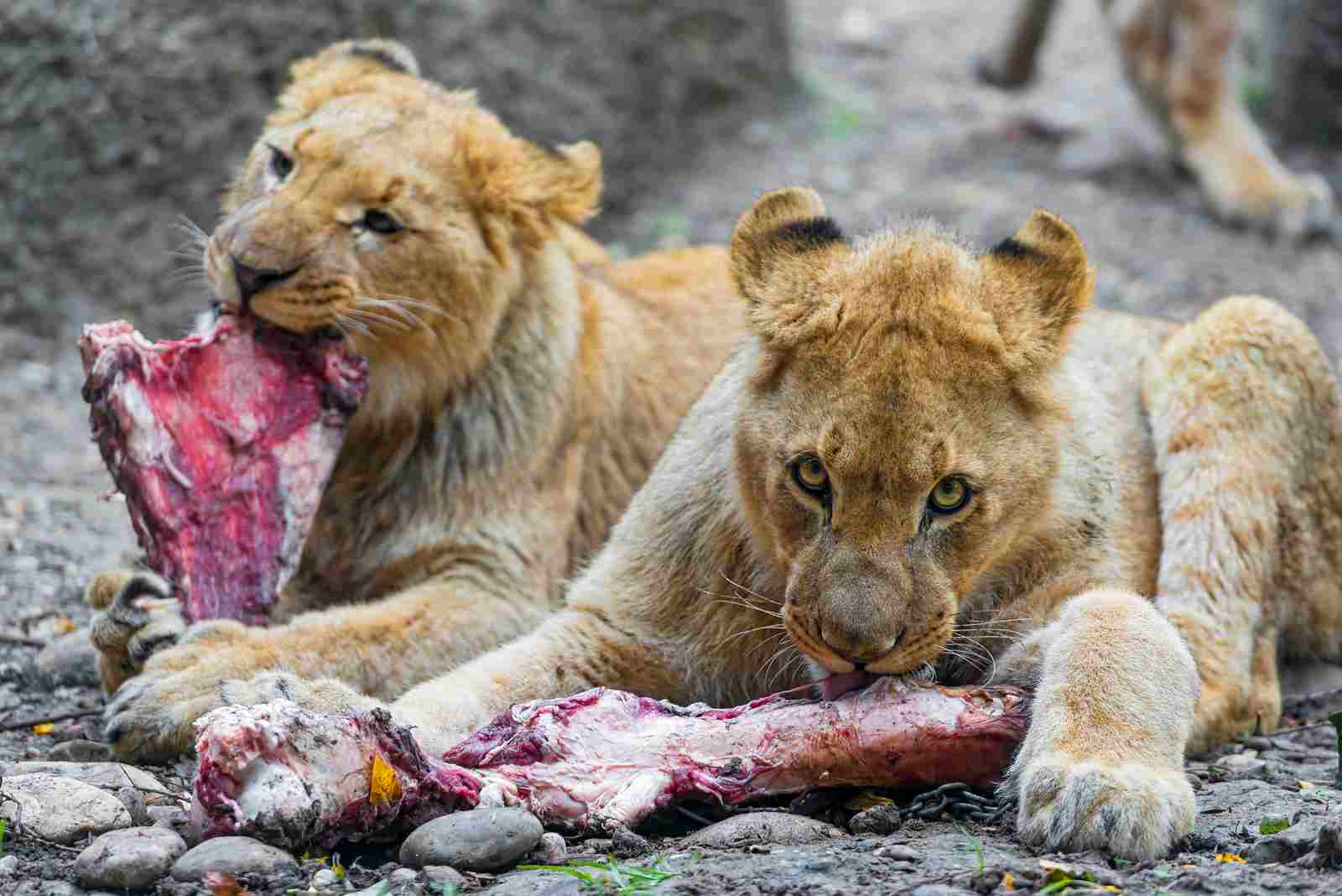 Are Lions Omnivores: Unlike Omnivores, Lion are Not Extremely Opportunistic in Their Feeding Approach (Credit: Tambako The Jaguar 2014, Uploaded Online 2015 .CC BY-ND 2.0.)