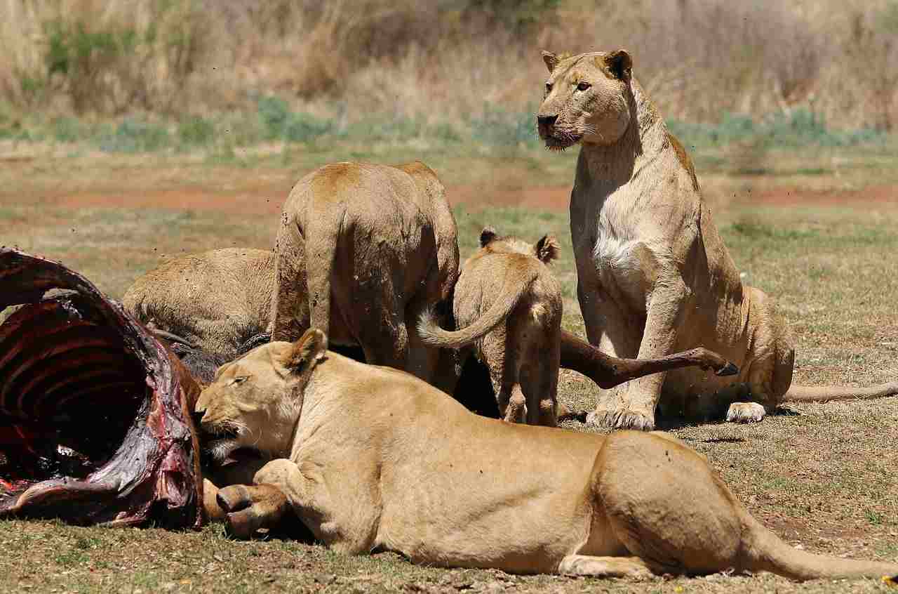Are Lions Omnivores: Several Factors Determine the Rate of Feeding, of Lions (Credit: Derek Keats 2016 .CC BY 2.0.)