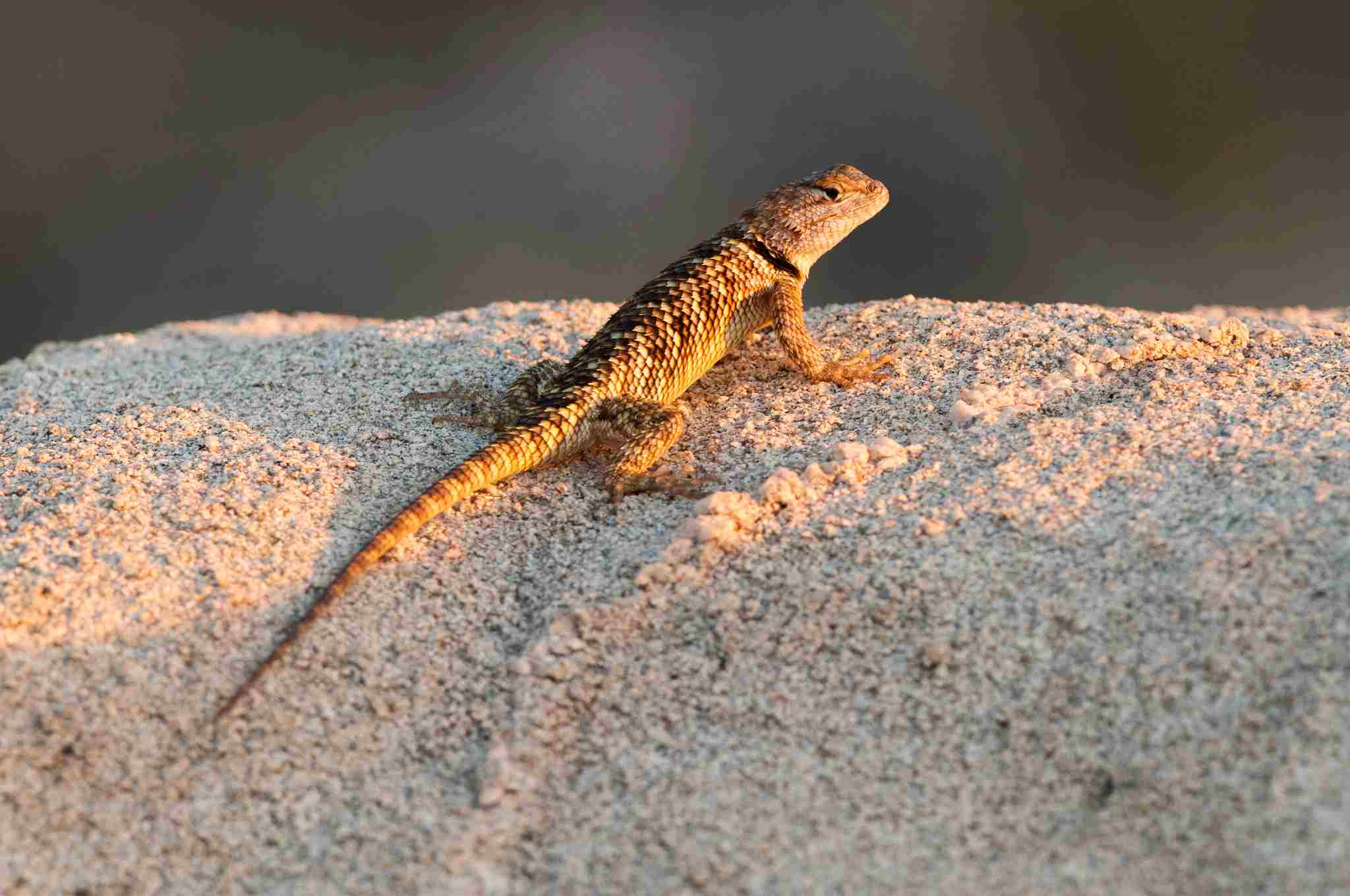Are Lizards Carnivores: Adaptation to Arid Environments is a Factor Behind the Prominence of Carnivorous Feeding Among Lizards (Credit: Joshua Tree National Park 2014, Uploaded Online 2015 .PDM 1.0.)
