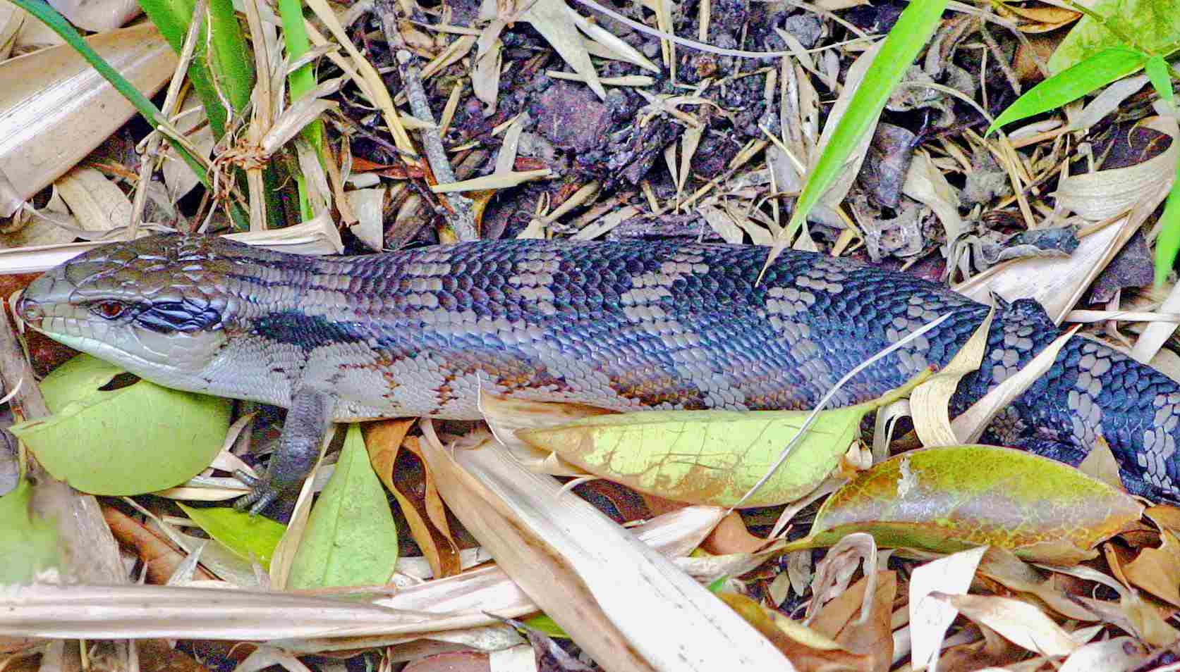 Are Lizards Carnivores: Green Iguanas and Blue-Tongued Skinks Can be Described as Herbivorous Lizards (Credit: Malcolm Morley 2004 .CC BY-SA 3.0.)