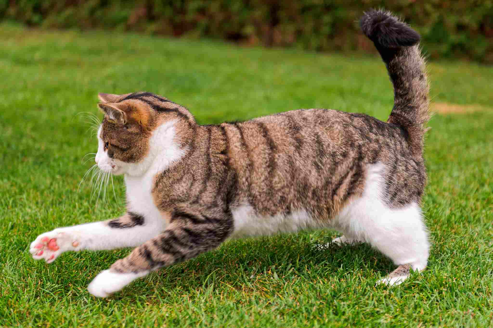 stray cat vs feral cat