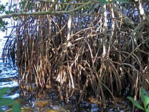 Mangrove Biotic Factors: Primary Producers Occupy the Base of Mangrove Food Chains, and Have Root-Breathing Adaptations (Credit: James St. John 2016 .CC BY 2.0.)