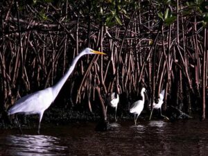 Mangrove Biotic Factors: The Snowy Egret is Omnivorous due to Its Resilience and Opportunistic Behavior (Credit: Bob Peterson 2018 .CC BY 2.0.)