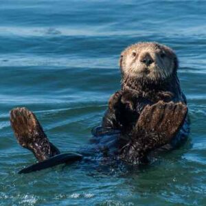 Marine Biome Animals: Sea Otter as a Marine Fissiped (Credit: National Marine Sanctuaries 2020)