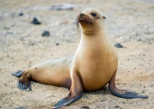 Marine Biome Animals: Sea Lion as an Example of a Marine Pinniped (Credit: Casey Klebba 2017 .CC BY-SA 4.0.)